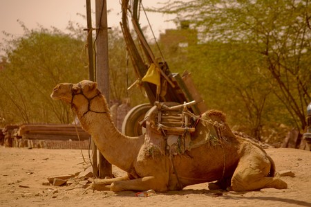 desert of rajastanの写真素材