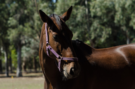 horse portrait