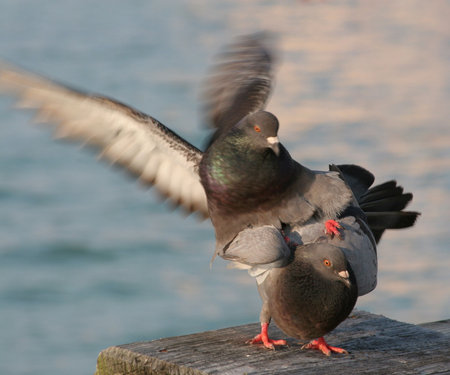 pigeons in loveの写真素材