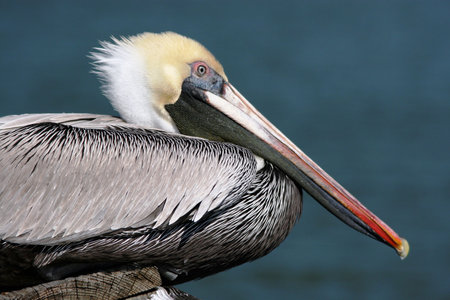 Pelican at restの写真素材