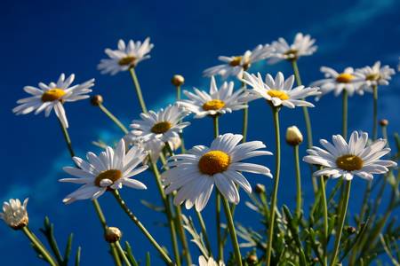 daisy of waterの写真素材