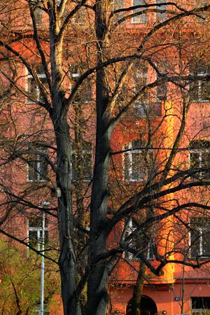 house at the parkの写真素材