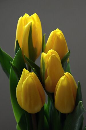 tulipÃ¡nyのeditorial素材