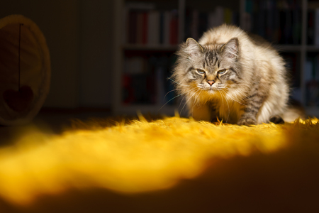 Birman catの写真素材