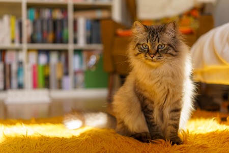 Birman catの写真素材