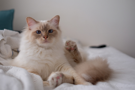 White catの写真素材