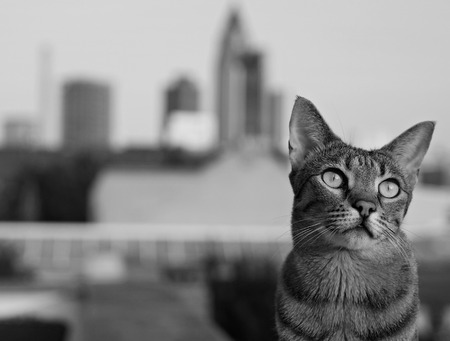savannah cat in Frankfurt