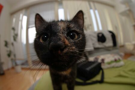 Fisheye catの写真素材