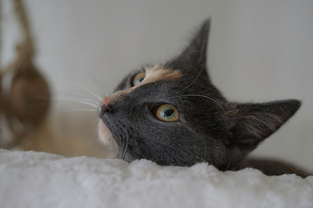 Relaxed catの写真素材