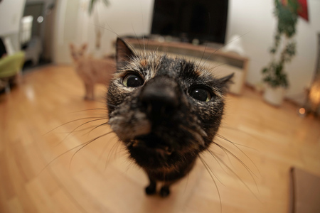 Fisheye catの写真素材