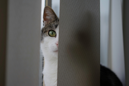 hiding catの写真素材