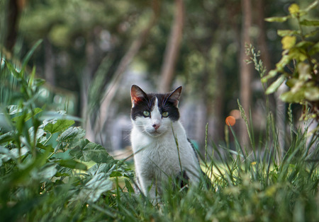 cat in grasの写真素材