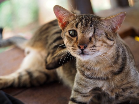 one eyed catの写真素材