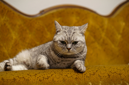 British Shorthair cat on couchの写真素材