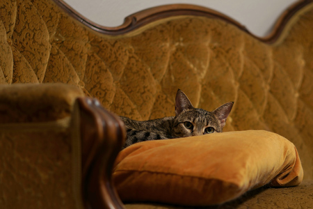 sleepy Savannah catの写真素材