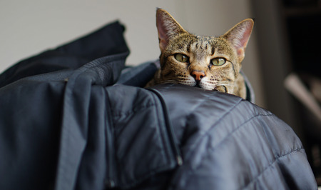 sleepy Savannah catの写真素材