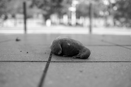 Dead Pigeonの写真素材