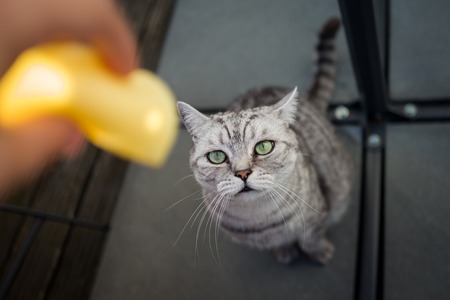 British Shorthair cat