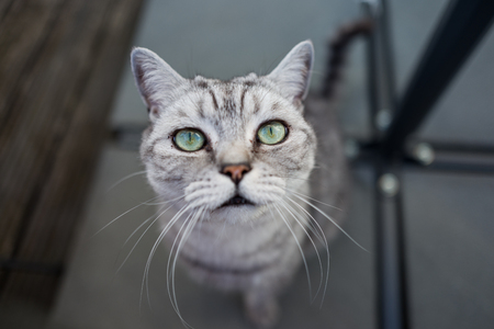 British Shorthair catの写真素材