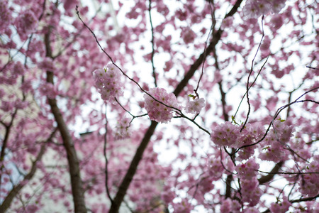 cherry blossomの写真素材