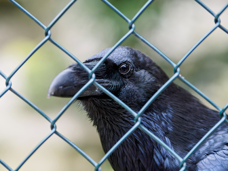 bird behind fence looking at cameraの写真素材