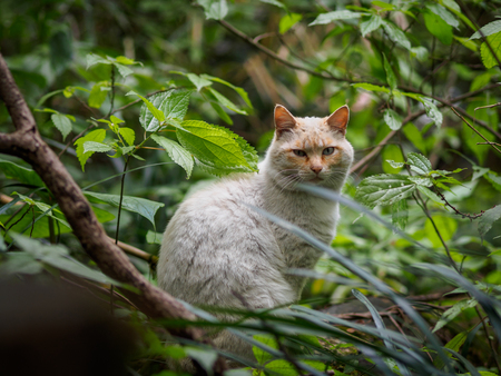 portrait of street cat