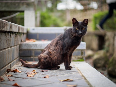 black cat on streetの写真素材
