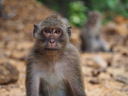 ape in Koh Chang
