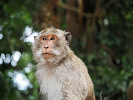 ape in Koh Changの写真素材
