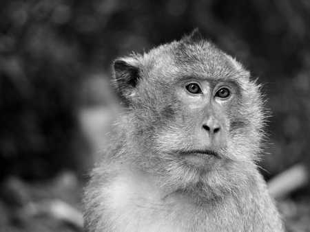 ape in Koh Changの写真素材