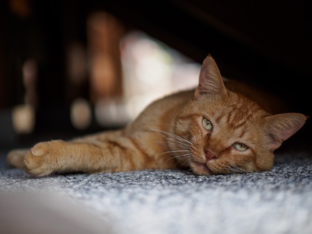 brown cat in shadow