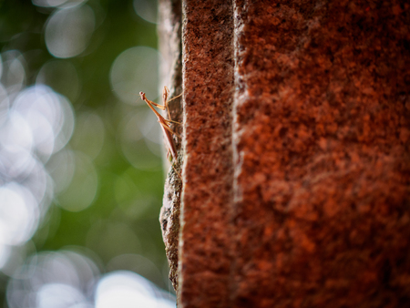Mantis in Kyotoの写真素材