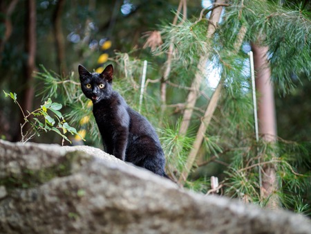 black cat in forest in Kyotoの写真素材
