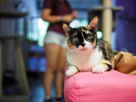 cat in cat cafe in Madrid with girl in backgroundの写真素材