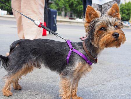 small yorkshire terrier with leashの写真素材