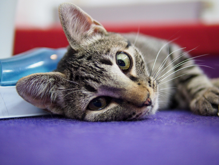 cat in cat cafe in Madridの写真素材