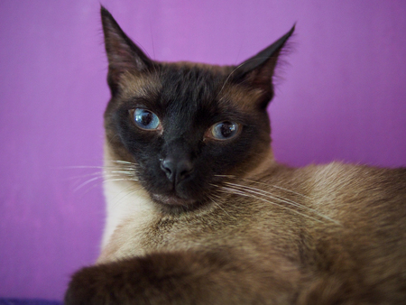 cat in cat cafe in Madridの写真素材