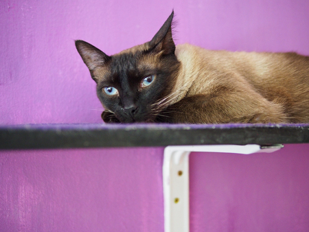 cat in cat cafe in Madridの写真素材