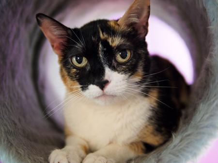 cat in cat cafe in Madridの写真素材