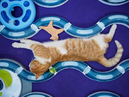 cat in cat cafe in Madridの写真素材