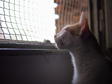 cat looking for freedomの写真素材