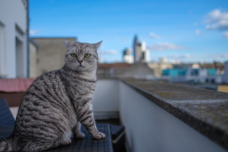 British shorthai cat on balconyの写真素材