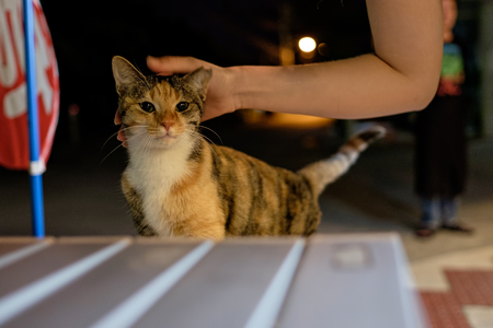 street cat in Nahaの写真素材