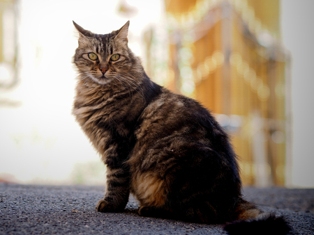 street cat in Valletta,の写真素材