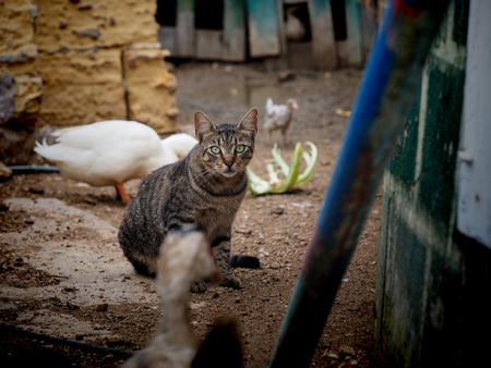 street catの写真素材