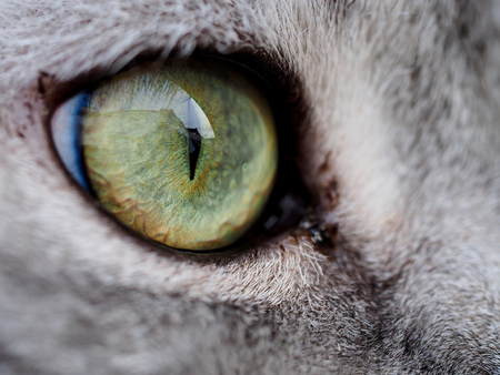 close-up of cat eyeの写真素材