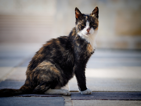 street catの写真素材