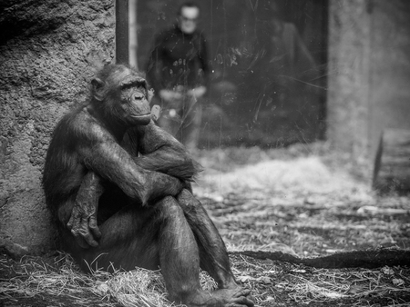 ape with man in background