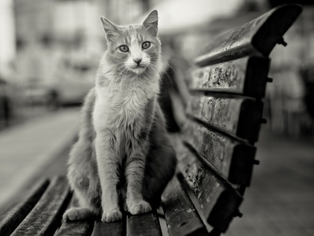 beautiful street cat on bench in Malta