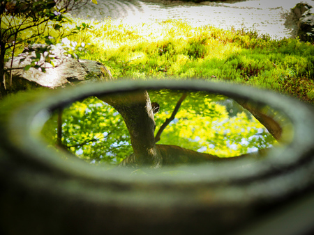 reflection of tree in mugの写真素材